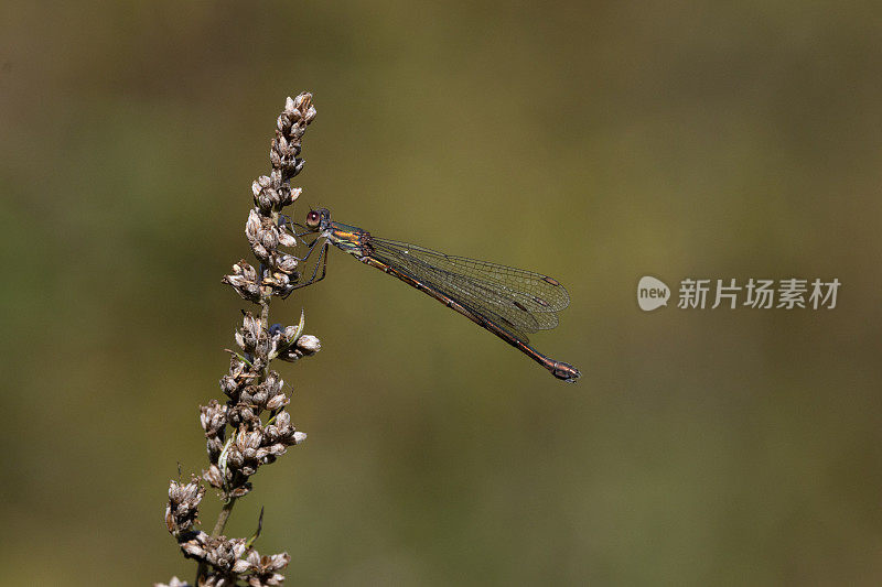 翠绿豆娘(Chalcolestes viridis)